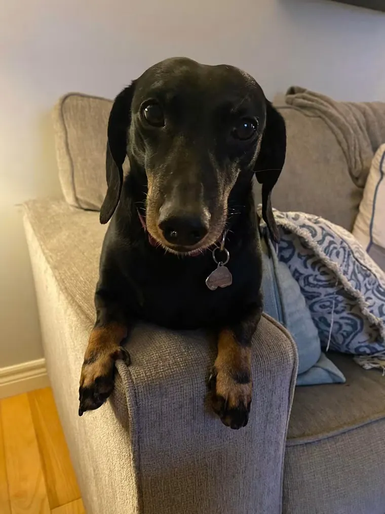 Goose, a black and tan dachshund, resting his paws on the arm of a grey sofa