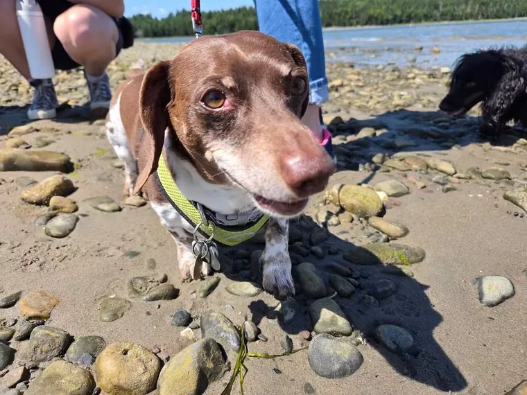 Gunther, a chocolate and white dachshund, exploring a pebbly beach