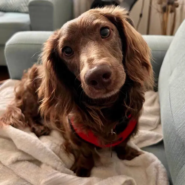 Hershey, a long-haired chocolate dachshund in a red harness, curled up on a cozy blanket