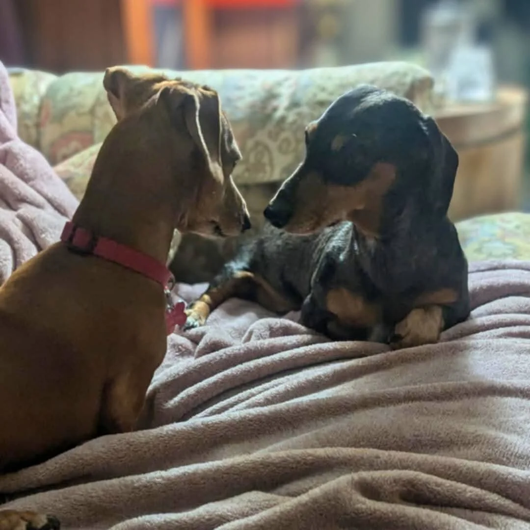 Two ACDR dachshunds face to face on the couch at home