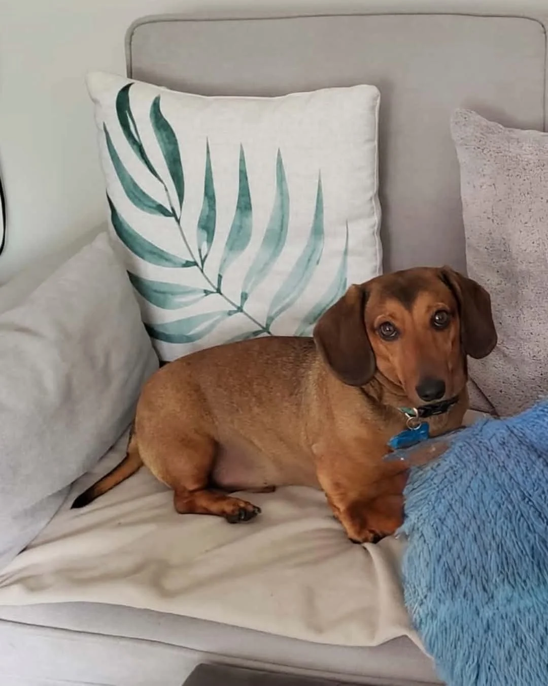 An ACDR dachshund relaxing on a sofa beside a soft cushion, settled and at home