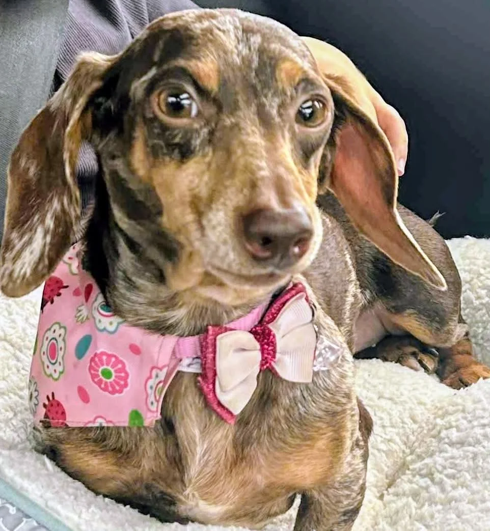 A dapple dachshund puppy in a pink floral bandana, gazing up with bright hopeful eyes