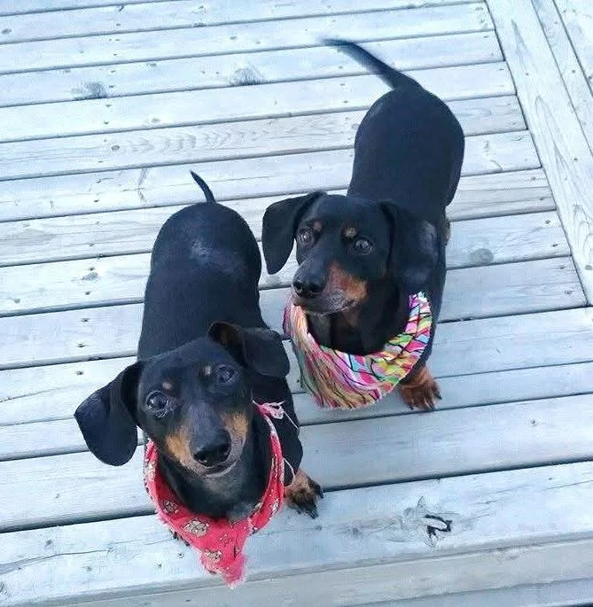 Sammy and Frodo, two ACDR dachshunds in bandanas, looking up from a sunny deck