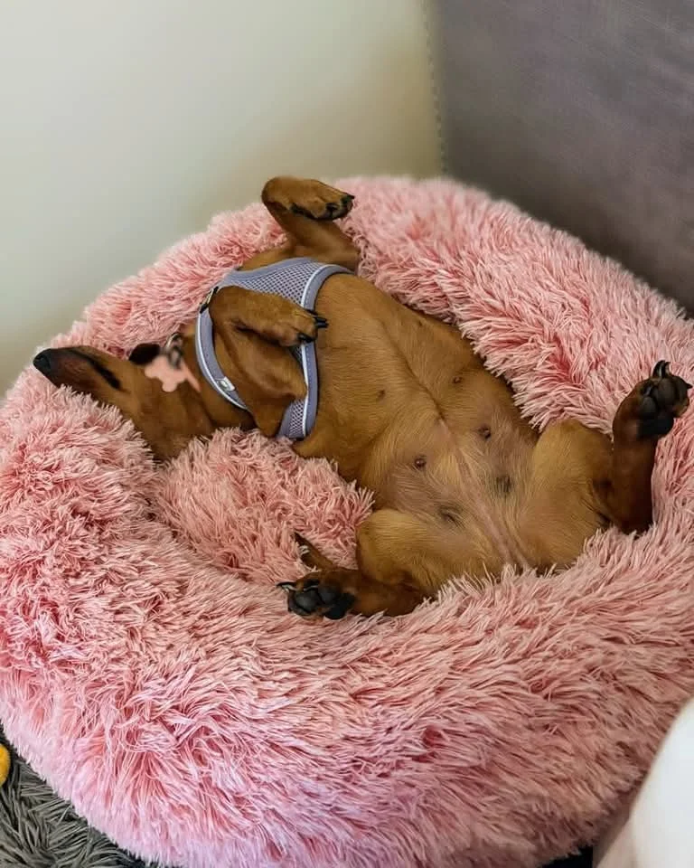 A rescued dachshund napping belly-up in a cozy pink donut bed