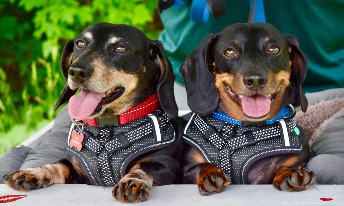 Buddy and Badger, two ACDR dachshunds side by side in their harnesses, tongues out and grinning