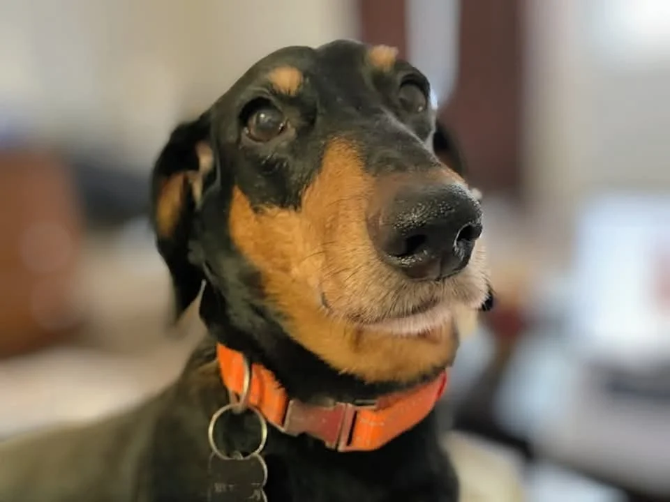 A soft close-up portrait of an ACDR dachshund with an orange collar, looking up gently