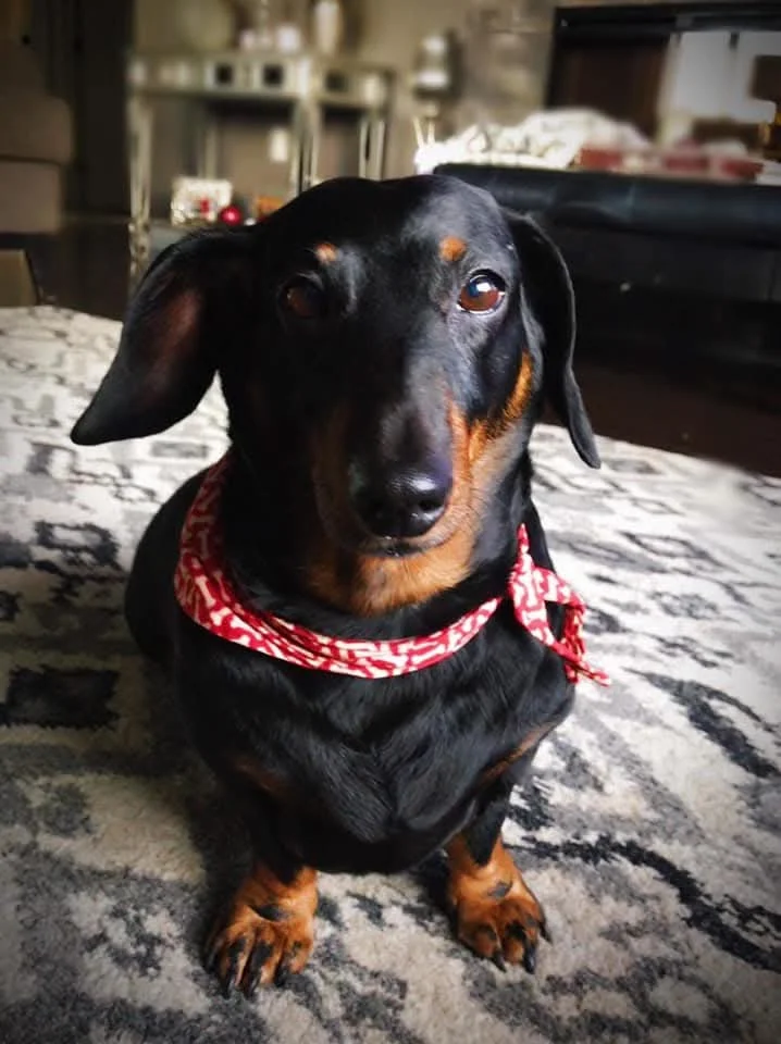 A dachshund sitting tall in a red bandana, bright and happy