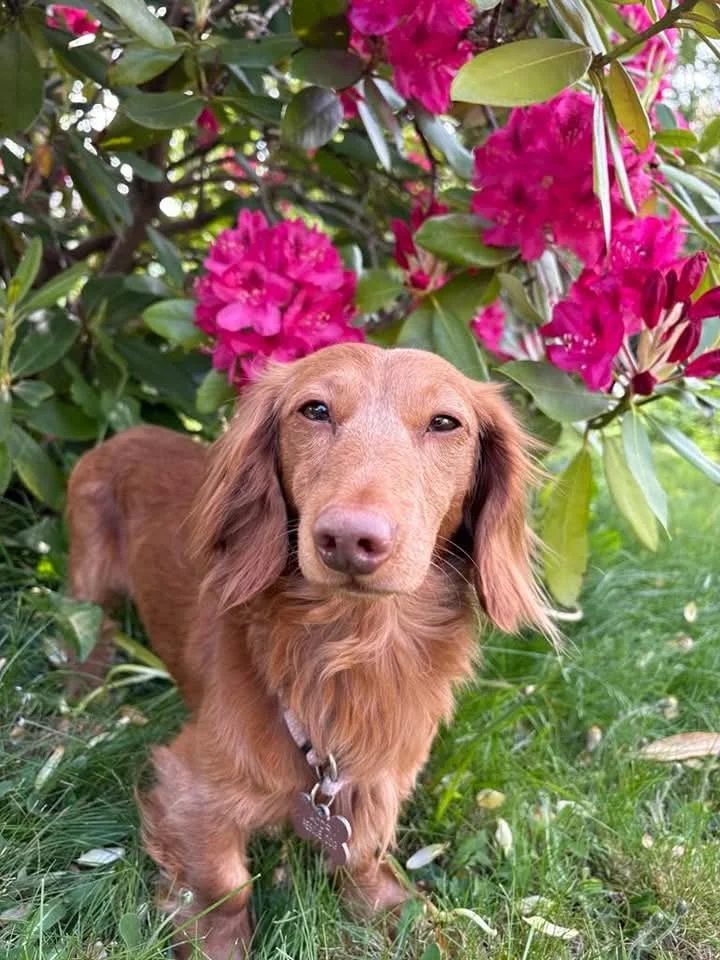 A long-haired dachshund standing beneath a bush of bright pink blossoms