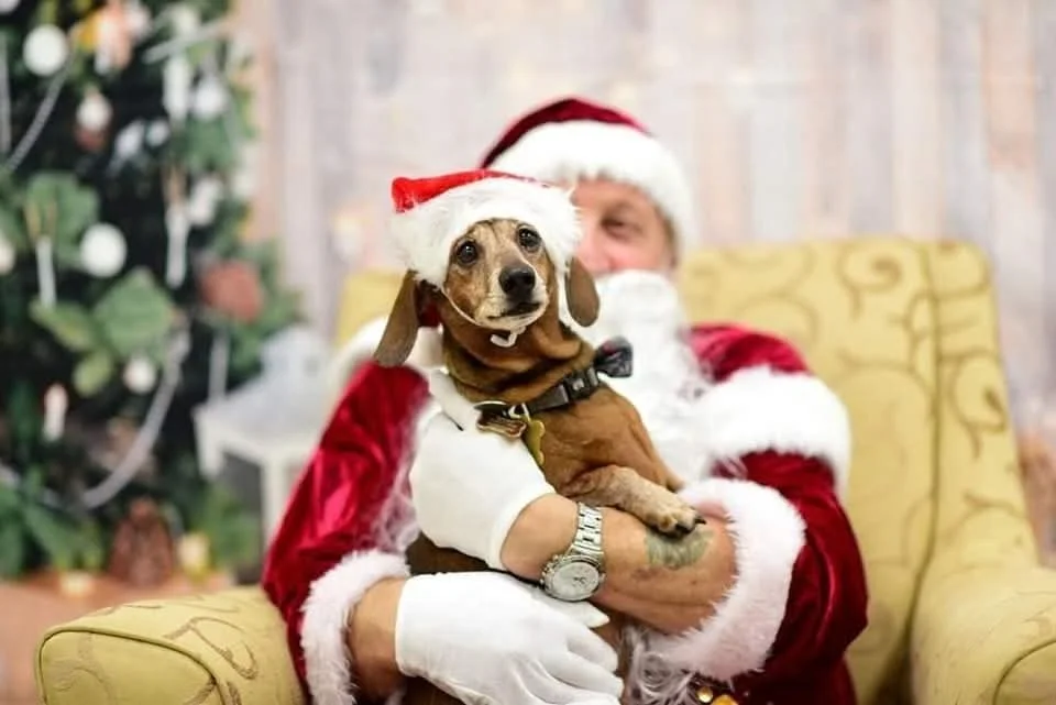 Winston, an ACDR dachshund in a tiny Santa hat, cuddled by Santa at our Christmas Paw-ty