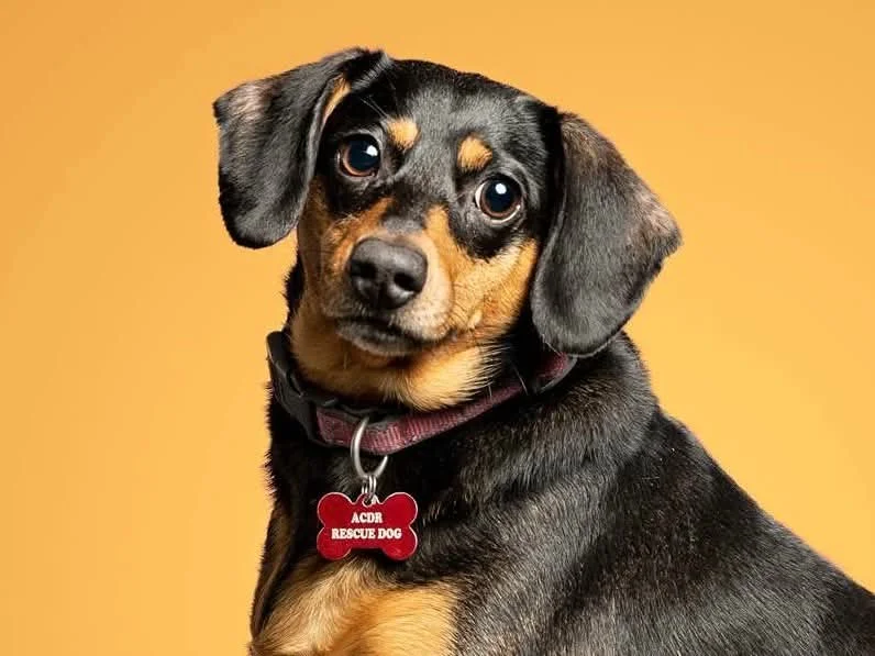Twiggy, an ACDR dachshund mix, in her studio portrait wearing her red ACDR Rescue Dog tag