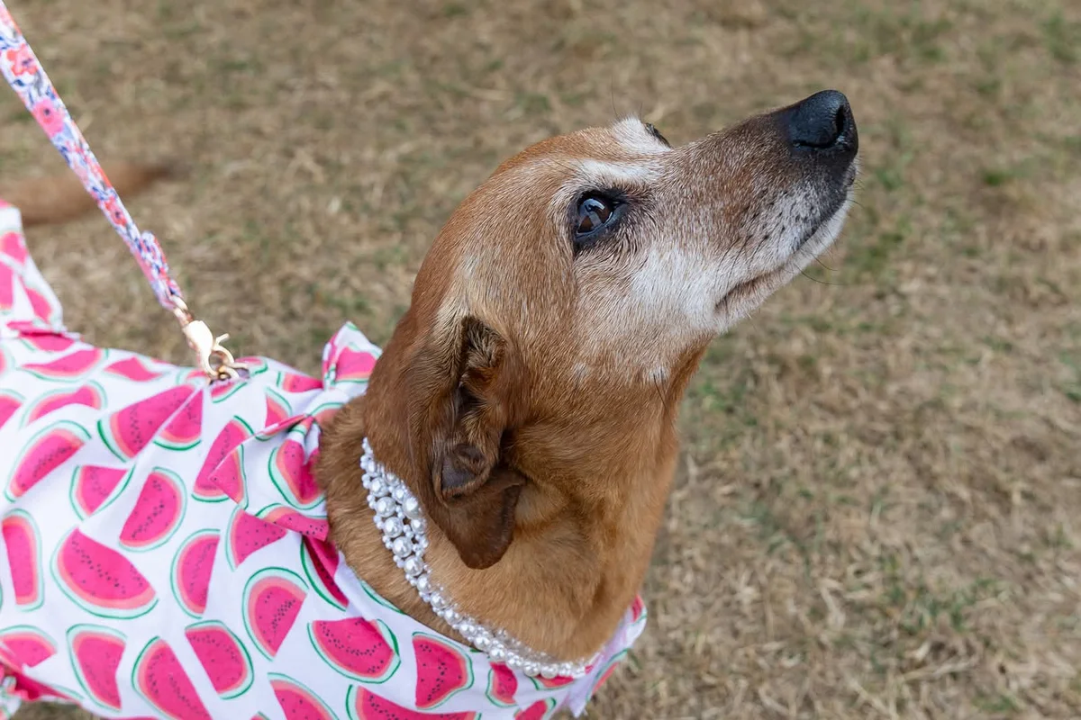 A senior dachshund in a watermelon-print dress and pearl necklace at an outdoor ACDR event