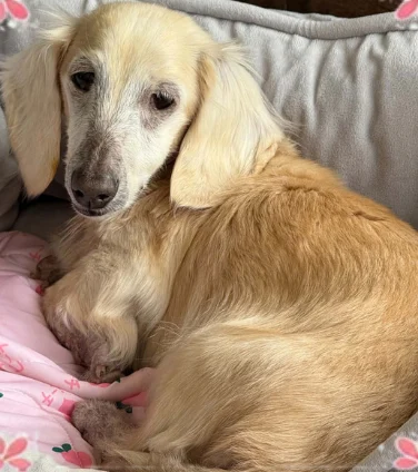 Duchess curled up in a grey dog bed on a pink blanket