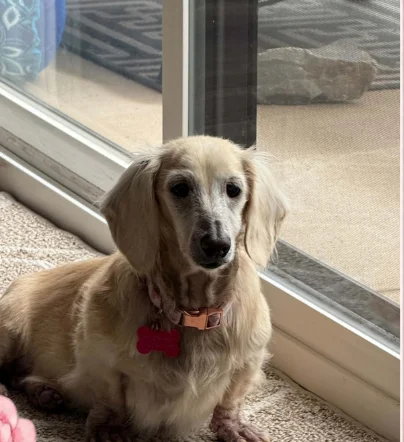 Duchess, a cream long-haired miniature dachshund, sitting on the carpet beside a patio door