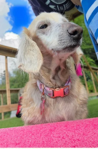 Duchess, a cream long-haired miniature dachshund, looking up with her ears blowing in the breeze on a sunny deck