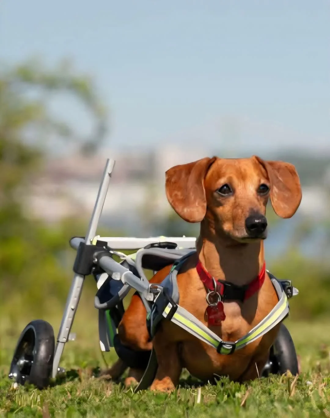 Frankie, a tan dachshund, sitting up proudly in his green wheeled mobility cart on a sunny grassy hilltop