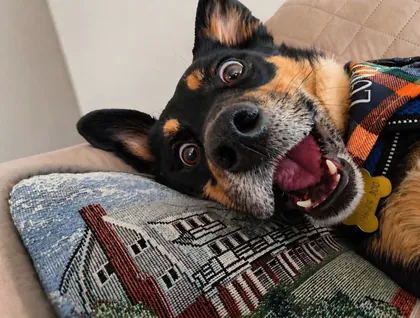 Rocky flopped on a couch pillow with a big open-mouthed grin