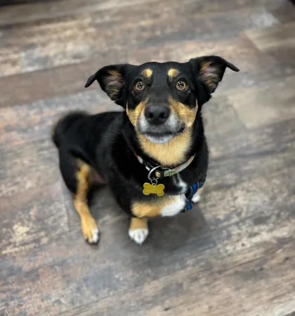 Rocky sitting on a wood floor, looking up at the camera