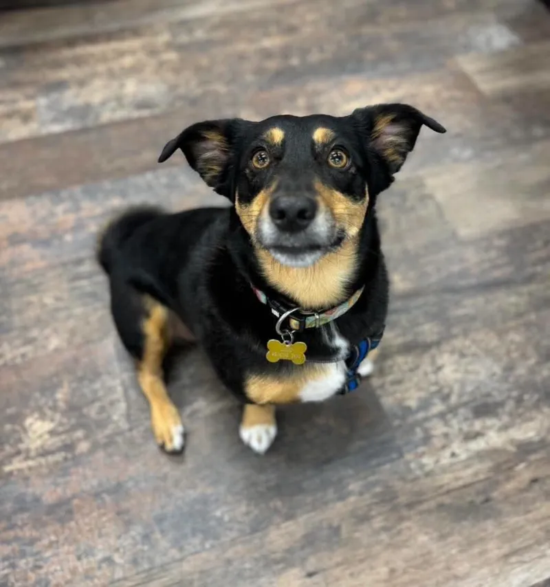Rocky, a black and tan dachshund mix, sitting on a wood floor and looking up at the camera