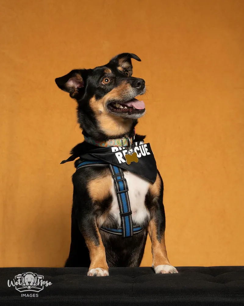 Rocky, a black and tan dachshund mix, in a studio portrait wearing a harness and a black rescue bandana